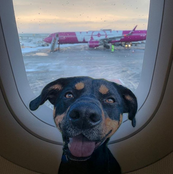 dog in plane